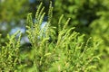 Blooming ragweed plant Ambrosia genus on sunny day, closeup. Seasonal allergy