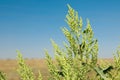 Blooming ragweed plant Ambrosia genus outdoors on sunny day