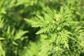 Blooming ragweed plant Ambrosia genus outdoors, top view with space for text. Seasonal