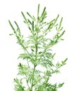 Blooming ragweed plant Ambrosia genus. Seasonal allergy