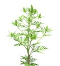 Blooming ragweed plant genus on white background. Seasonal allergy