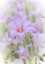 Blooming Rain Lilies, Fresh with Soft Dreamy Effect