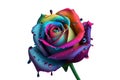 blooming rainbow rose with water drops isolated on white background. Royalty Free Stock Photo