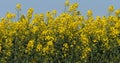 Blooming Rape field, brassica napus, Normandy in France Royalty Free Stock Photo