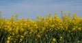 Blooming Rape field, brassica napus, Normandy in France Royalty Free Stock Photo