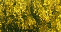 Blooming Rape field, brassica napus, Normandy in France Royalty Free Stock Photo