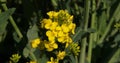 Blooming Rape field, brassica napus, Normandy in France Royalty Free Stock Photo