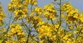 Blooming Rape field, brassica napus, Normandy in France Royalty Free Stock Photo