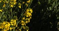 Blooming Rape field, brassica napus, Normandy in France Royalty Free Stock Photo