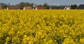 Blooming Rape field, brassica napus, Normandy in France Royalty Free Stock Photo