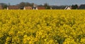 Blooming Rape field, brassica napus, Normandy in France