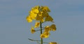 Blooming Rape field, brassica napus, Normandy in France Royalty Free Stock Photo