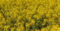 Blooming Rape field, brassica napus, Normandy in France Royalty Free Stock Photo