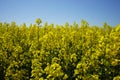 Rape field and sunshine Royalty Free Stock Photo