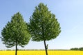 Blooming field with two deciduous trees in the foreground Royalty Free Stock Photo