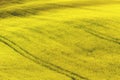 Rape field in the sunshine Royalty Free Stock Photo