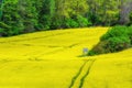 Rape field next to the forest Royalty Free Stock Photo