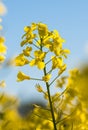 A blooming rape flower in spring against the blue sky, close up