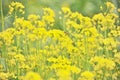 Blooming rape flowers Oilseed rape yellow