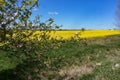 Blooming Apple tree in a rapeseed field, blooming rapeseed and Apple tree in spring Royalty Free Stock Photo