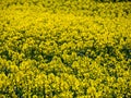 Blooming rapeseed, arable field, agriculture