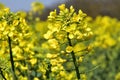 Blooming rapeseed (Brassica napus) in early spring.