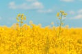 Blooming rapeseed crop flowers with bright yellow petals in cultivated field Royalty Free Stock Photo