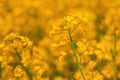 Blooming rapeseed crop flowers with bright yellow petals in cultivated field Royalty Free Stock Photo