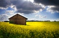 Blooming rapeseed field