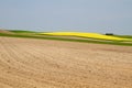 Blooming Rapeseed Field Royalty Free Stock Photo