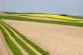 Blooming Rapeseed Field Royalty Free Stock Photo