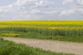 A blooming rapeseed field against a background of blue sky and white clouds. Typical rural agricultural landscape, farming, agricu Royalty Free Stock Photo