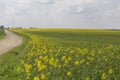 A blooming rapeseed field against a background of blue sky and white clouds. Typical rural agricultural landscape, farming, agricu Royalty Free Stock Photo