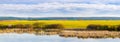 Blooming rapeseed field by the river in sunny weather, panorama Royalty Free Stock Photo