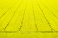 Blooming rapeseed field seen from above. Drone shot for agriculture business.