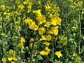 Blooming rapeseed field in spring time Royalty Free Stock Photo