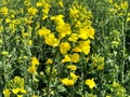 Blooming rapeseed field in spring time Royalty Free Stock Photo