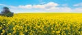 Blooming rapeseed field and tree on the edge of the field, panorama Royalty Free Stock Photo