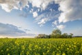Blooming rapeseed fields in Germany Royalty Free Stock Photo
