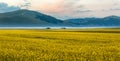 Blooming rapeseed at Piano Grande, Umbria, Italy Royalty Free Stock Photo