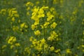 blooming rapeseed. yellow field of rapeseed flowers. Royalty Free Stock Photo