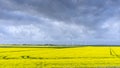 Blooming raps field in Schleswig-Holstein, Germany. Royalty Free Stock Photo