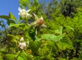 Blooming raspberries on a background of a summer garden