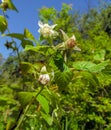 Blooming raspberries on a background of a summer garden