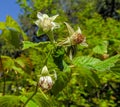 Blooming raspberries on a background of a summer garden