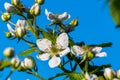 Blooming raspberries bush with flowers against blue sky background.