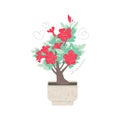 Blooming red adenium in a pot isolated on white Royalty Free Stock Photo