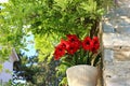 Blooming red amaryllis or Hippeastrum flowers in garden