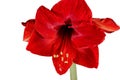 Blooming red Amaryllis over a white background Royalty Free Stock Photo