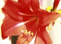 Blooming red amaryllis in the summer garden Royalty Free Stock Photo